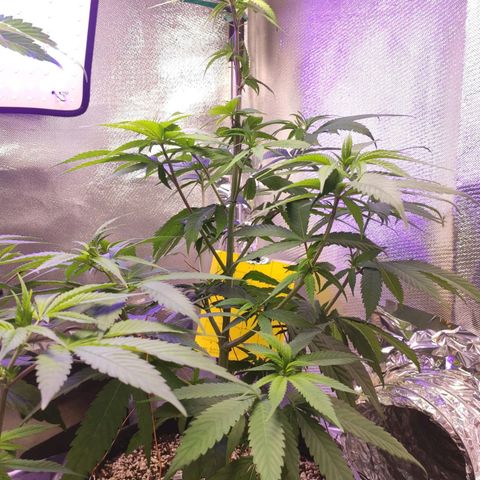 1 - Rock Baby - OG Kush growlog timeline photo