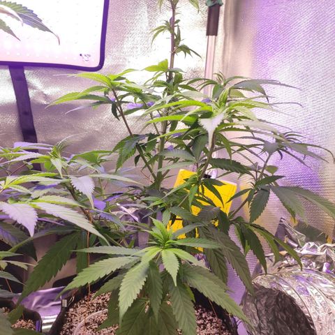1 - Rock Baby - OG Kush growlog timeline photo