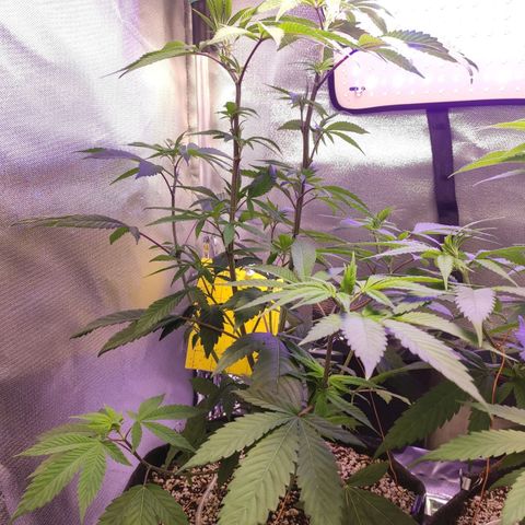 1 - Esperança - OG Kush growlog timeline photo