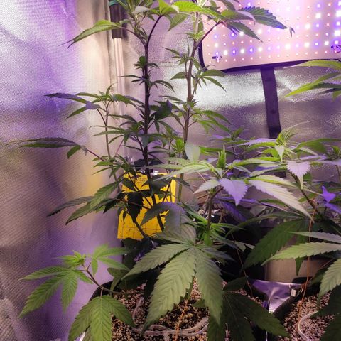 1 - Esperança - OG Kush growlog timeline photo
