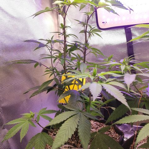 1 - Esperança - OG Kush growlog timeline photo