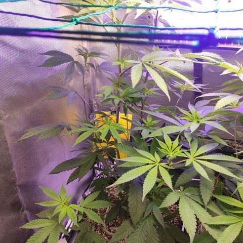 1 - Esperança - OG Kush growlog timeline photo