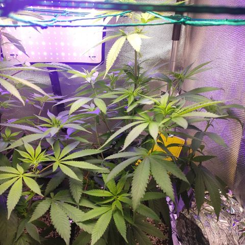 1 - Rock Baby - OG Kush growlog timeline photo