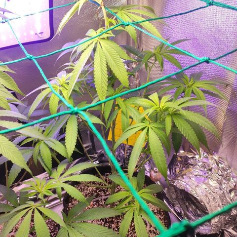 1 - Rock Baby - OG Kush growlog timeline photo