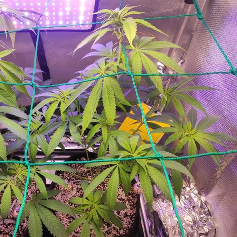 1 - Rock Baby - OG Kush growlog timeline photo