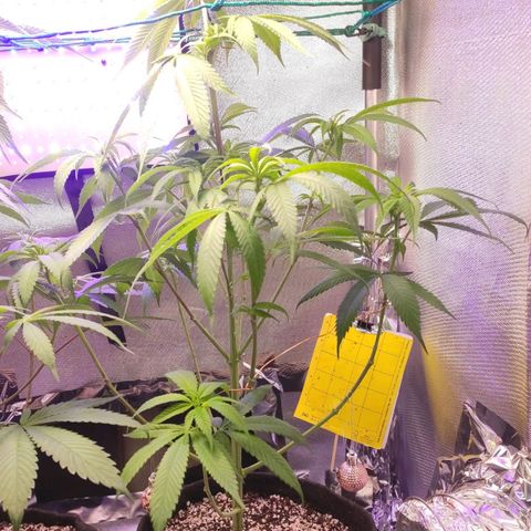 1 - Rock Baby - OG Kush growlog timeline photo