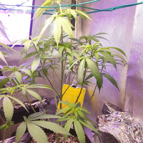1 - Rock Baby - OG Kush growlog timeline photo