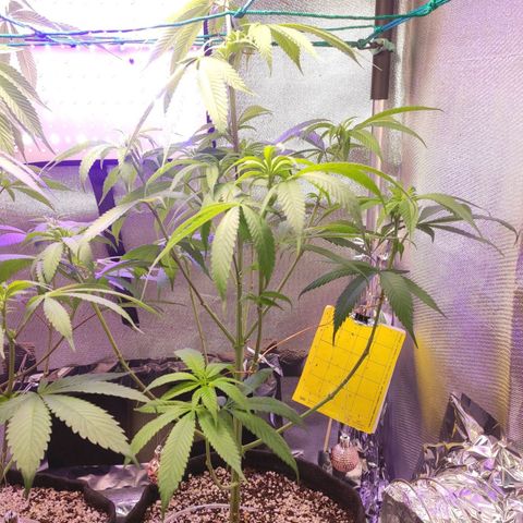 1 - Rock Baby - OG Kush growlog timeline photo