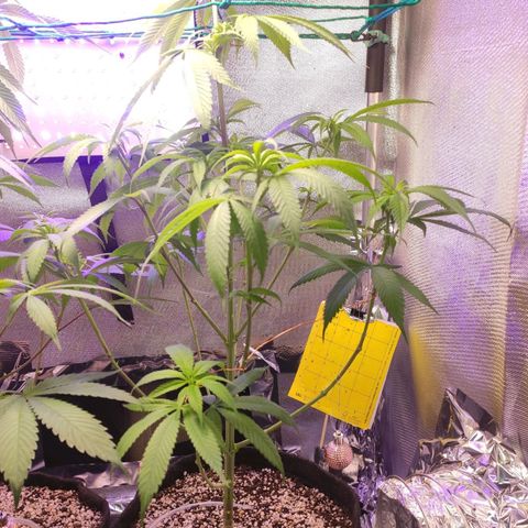 1 - Rock Baby - OG Kush growlog timeline photo