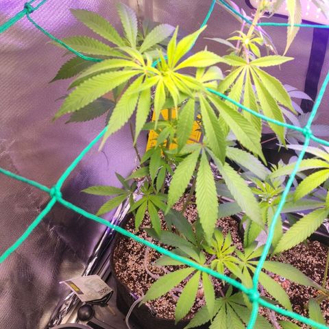 1 - Esperança - OG Kush growlog timeline photo