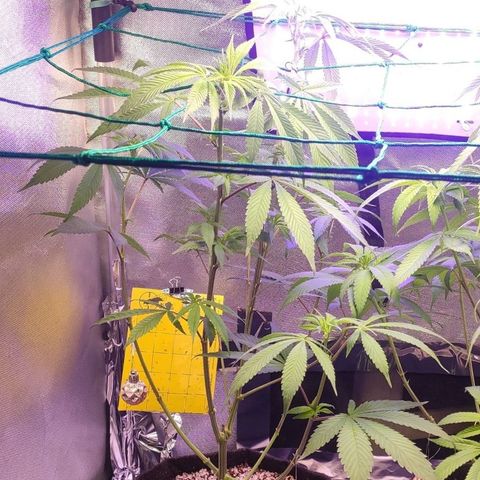 1 - Esperança - OG Kush growlog timeline photo