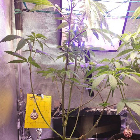 1 - Esperança - OG Kush growlog timeline photo