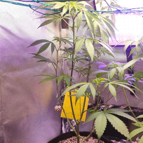 1 - Esperança - OG Kush growlog timeline photo