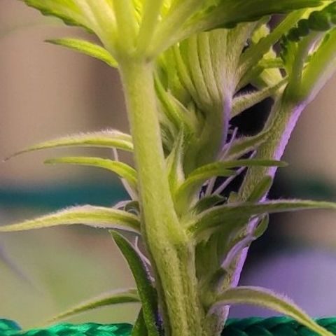 1 - Esperança - OG Kush growlog photo: Primeiros pistilos da pequena esperança
