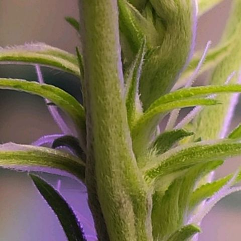 1 - Esperança - OG Kush growlog photo: Primeiros pistilos da pequena esperança