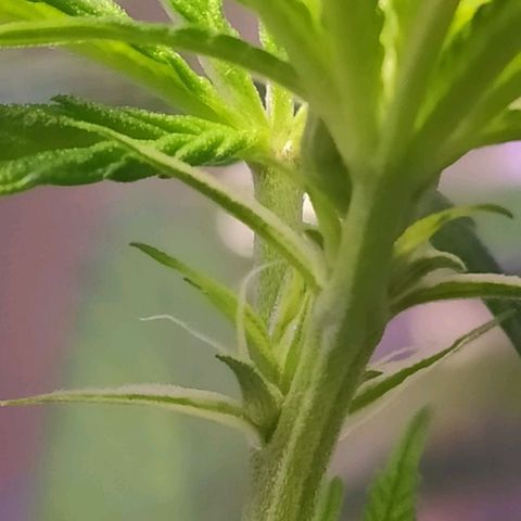 1 - Rock Baby - OG Kush growlog photo: Primeiros pistilos dela, a rock baby