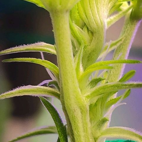 1 - Esperança - OG Kush growlog photo: Primeiros pistilos da pequena esperança