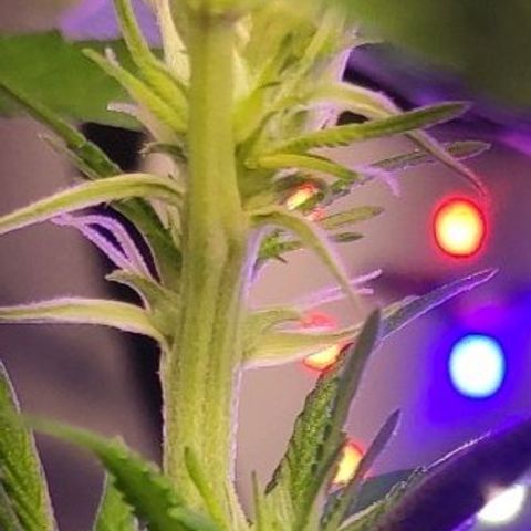 1 - Rock Baby - OG Kush growlog timeline photo