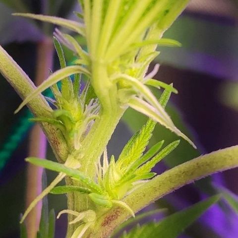 1 - Esperança - OG Kush growlog timeline photo