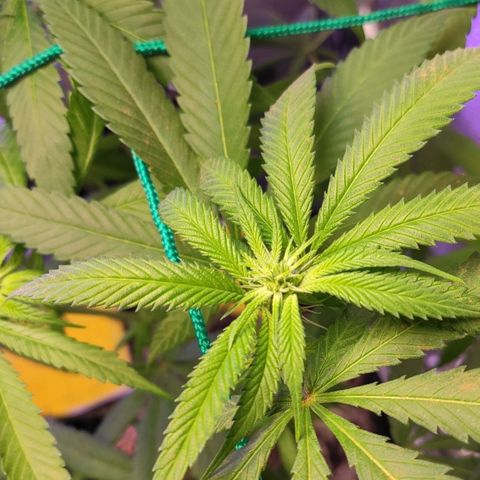 1 - Rock Baby - OG Kush growlog timeline photo