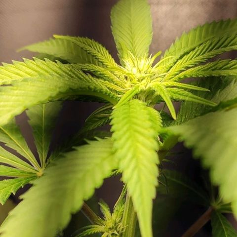 1 - Rock Baby - OG Kush growlog timeline photo