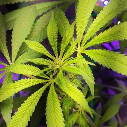 1 - Esperança - OG Kush growlog timeline photo