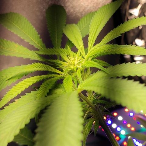 1 - Esperança - OG Kush growlog timeline photo