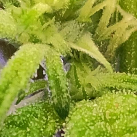 1 - Rock Baby - OG Kush growlog timeline photo
