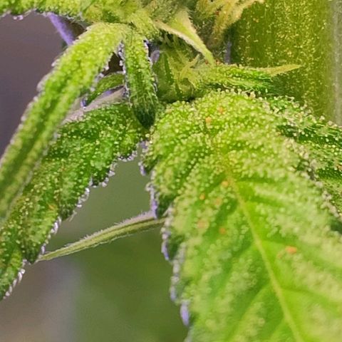 1 - Rock Baby - OG Kush growlog timeline photo