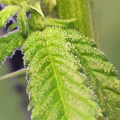 1 - Rock Baby - OG Kush growlog timeline photo