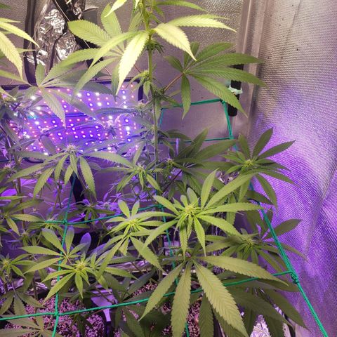 1 - Rock Baby - OG Kush growlog timeline photo