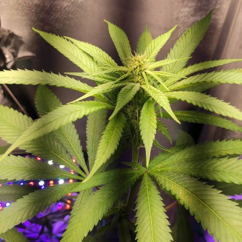 1 - Rock Baby - OG Kush growlog timeline photo