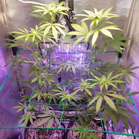 1 - Rock Baby - OG Kush growlog timeline photo
