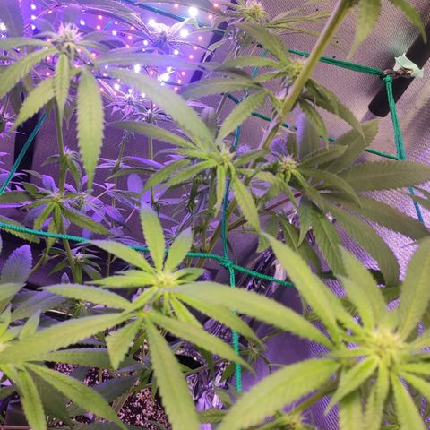 1 - Rock Baby - OG Kush growlog timeline photo