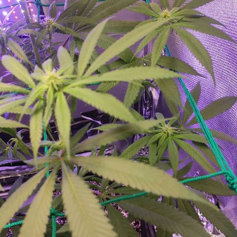 1 - Rock Baby - OG Kush growlog timeline photo