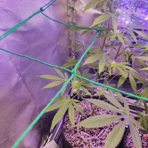 1 - Esperança - OG Kush growlog timeline photo