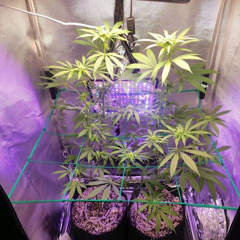 1 - Esperança - OG Kush growlog timeline photo