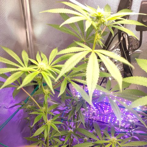 1 - Esperança - OG Kush growlog timeline photo