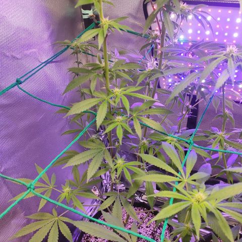 1 - Esperança - OG Kush growlog timeline photo