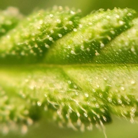 1 - Rock Baby - OG Kush growlog timeline photo