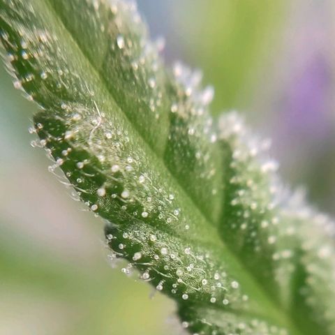 1 - Rock Baby - OG Kush growlog timeline photo