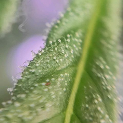 1 - Rock Baby - OG Kush growlog timeline photo