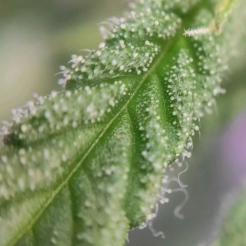 1 - Rock Baby - OG Kush growlog timeline photo