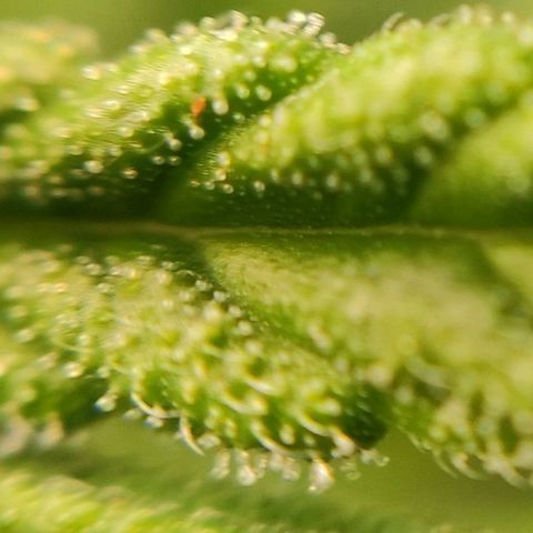 1 - Rock Baby - OG Kush growlog timeline photo