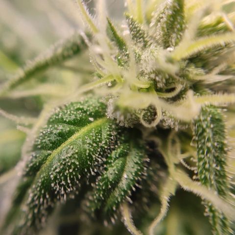 1 - Rock Baby - OG Kush growlog timeline photo