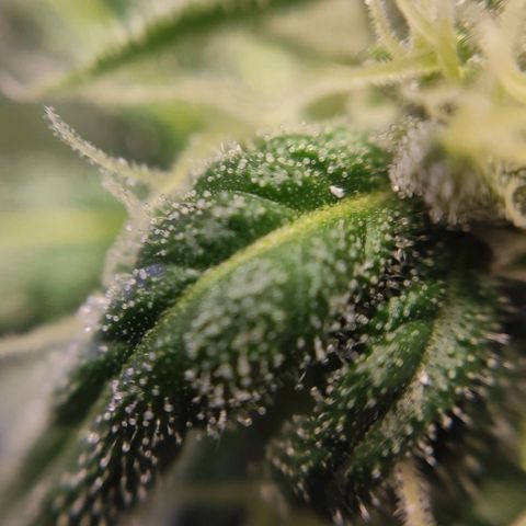 1 - Rock Baby - OG Kush growlog timeline photo