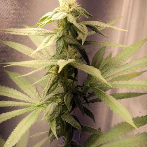 1 - Rock Baby - OG Kush growlog timeline photo