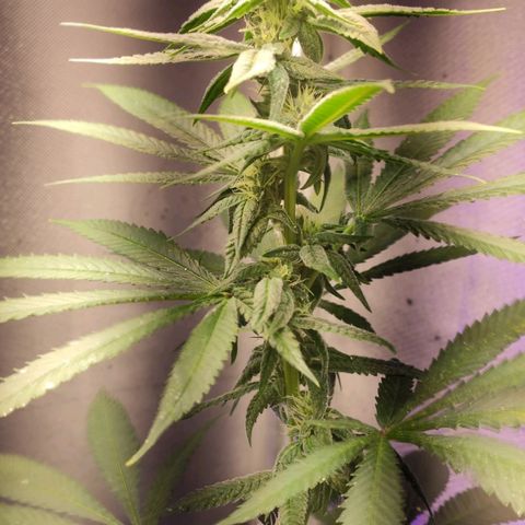 1 - Rock Baby - OG Kush growlog timeline photo