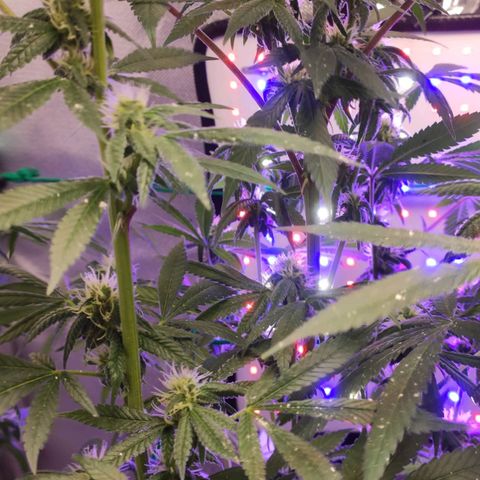 1 - Esperança - OG Kush growlog timeline photo
