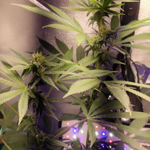 1 - Esperança - OG Kush growlog timeline photo
